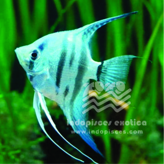 Pterophyllum Scalare